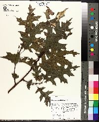 Quercus coccinea image