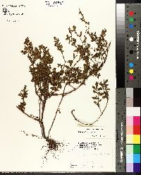 Polygonum erectum image