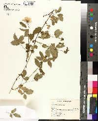 Rubus trivialis image