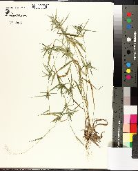 Panicum microcarpon image