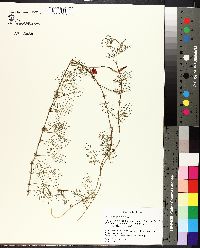 Ipomoea quamoclit image