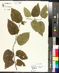 Celtis tenuifolia image