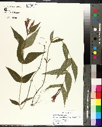 Spigelia marilandica image