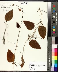 Smilax walteri image