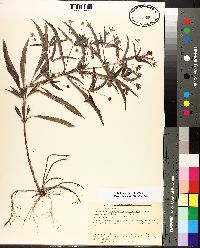 Lysimachia lanceolata image