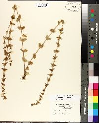 Sophronanthe pilosa image