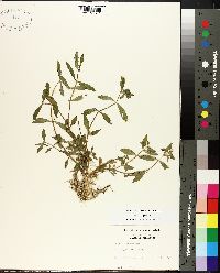 Gratiola virginiana image