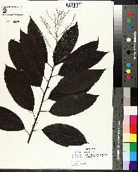 Oxydendrum arboreum image