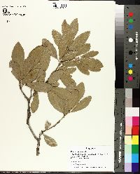 Quercus virginiana image