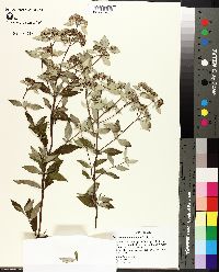 Pycnanthemum incanum image