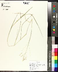 Panicum hians image