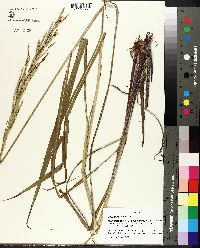 Paspalum urvillei image