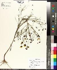 Coreopsis tinctoria image