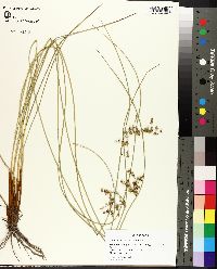 Juncus coriaceus image