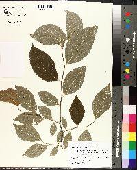 Styrax americanus image