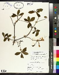 Rhododendron canescens image