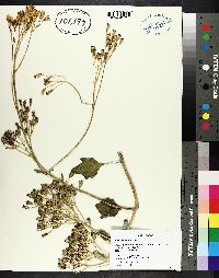 Arnoglossum atriplicifolium image