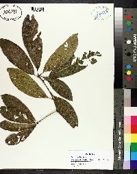 Quercus imbricaria image