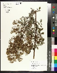 Thalictrum pubescens image