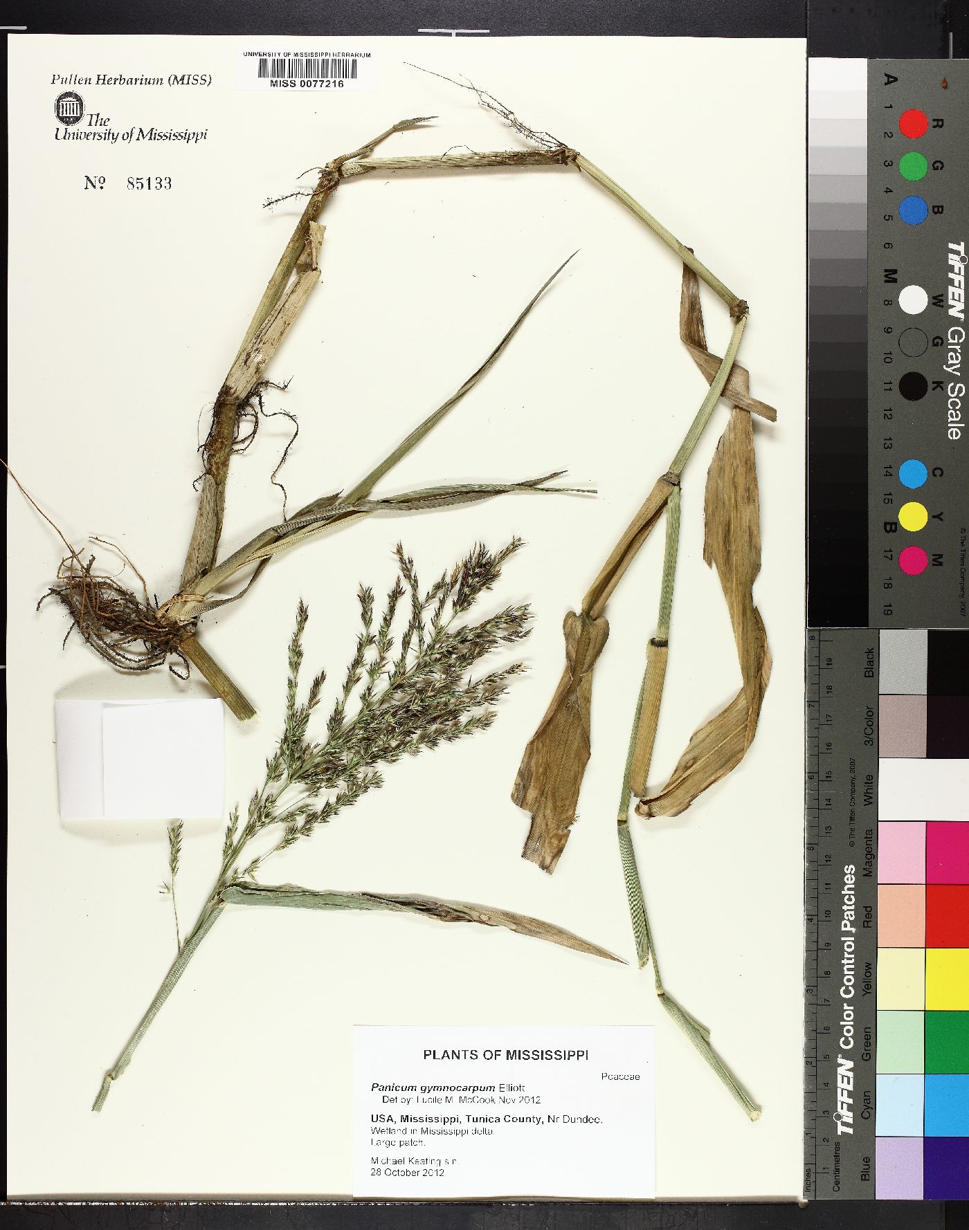 Panicum gymnocarpum image