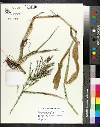 Panicum gymnocarpum image