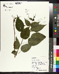 Circaea canadensis image