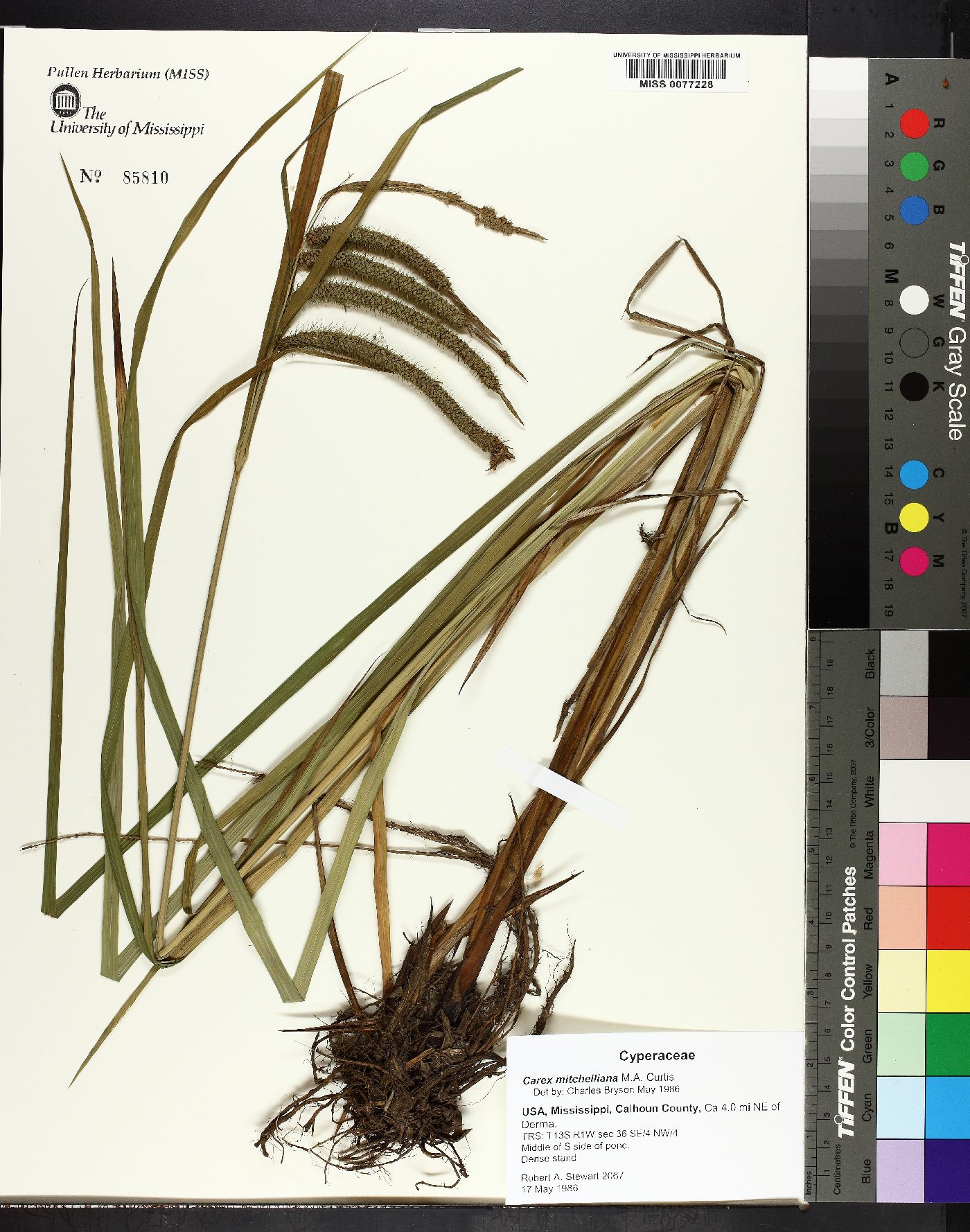 Carex mitchelliana image