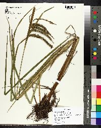 Carex mitchelliana image