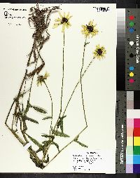 Rudbeckia hirta var. pulcherrima image