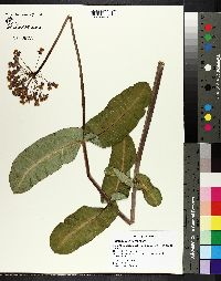 Asclepias amplexicaulis image