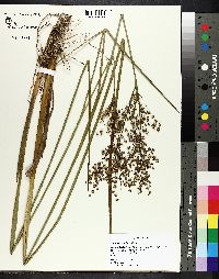 Juncus debilis image