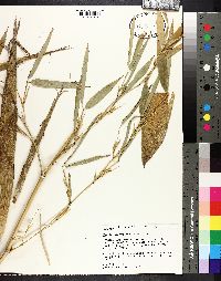 Phyllostachys meyeri image