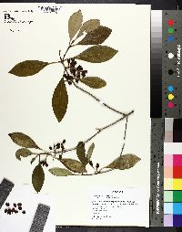 Osmanthus americanus image