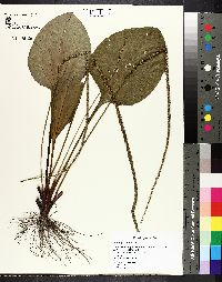 Plantago rugelii image