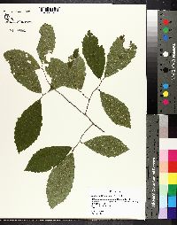 Castanea dentata image