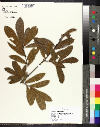 Quercus laurifolia image