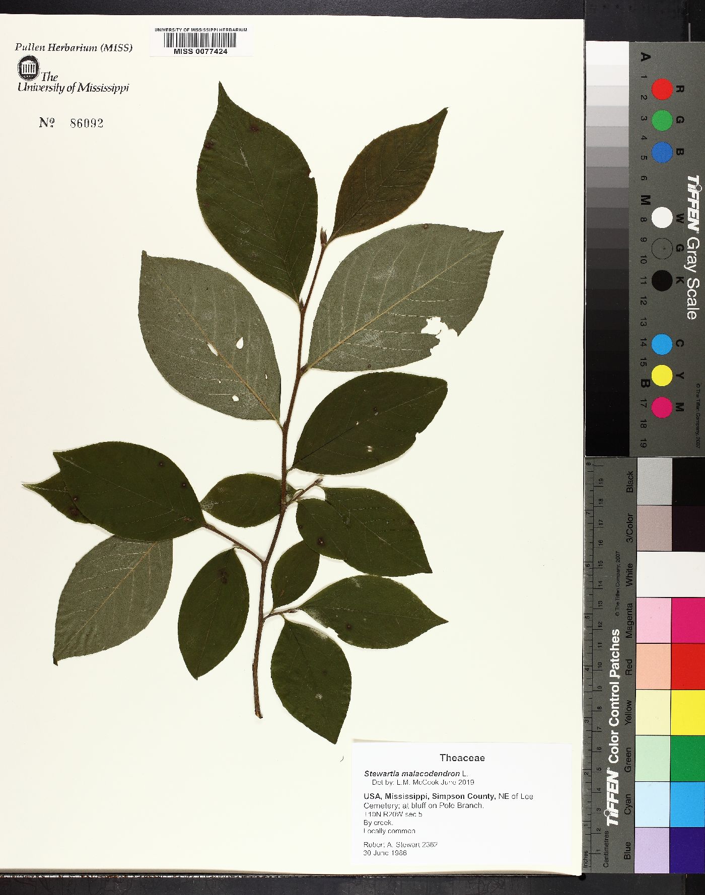 Stewartia malacodendron image