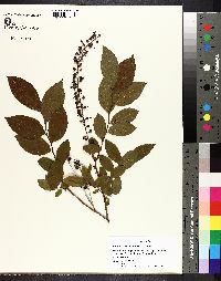 Leucothoe racemosa image