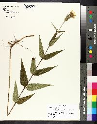 Helianthus hirsutus image