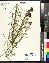 Liatris squarrosa image