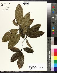 Quercus imbricaria image