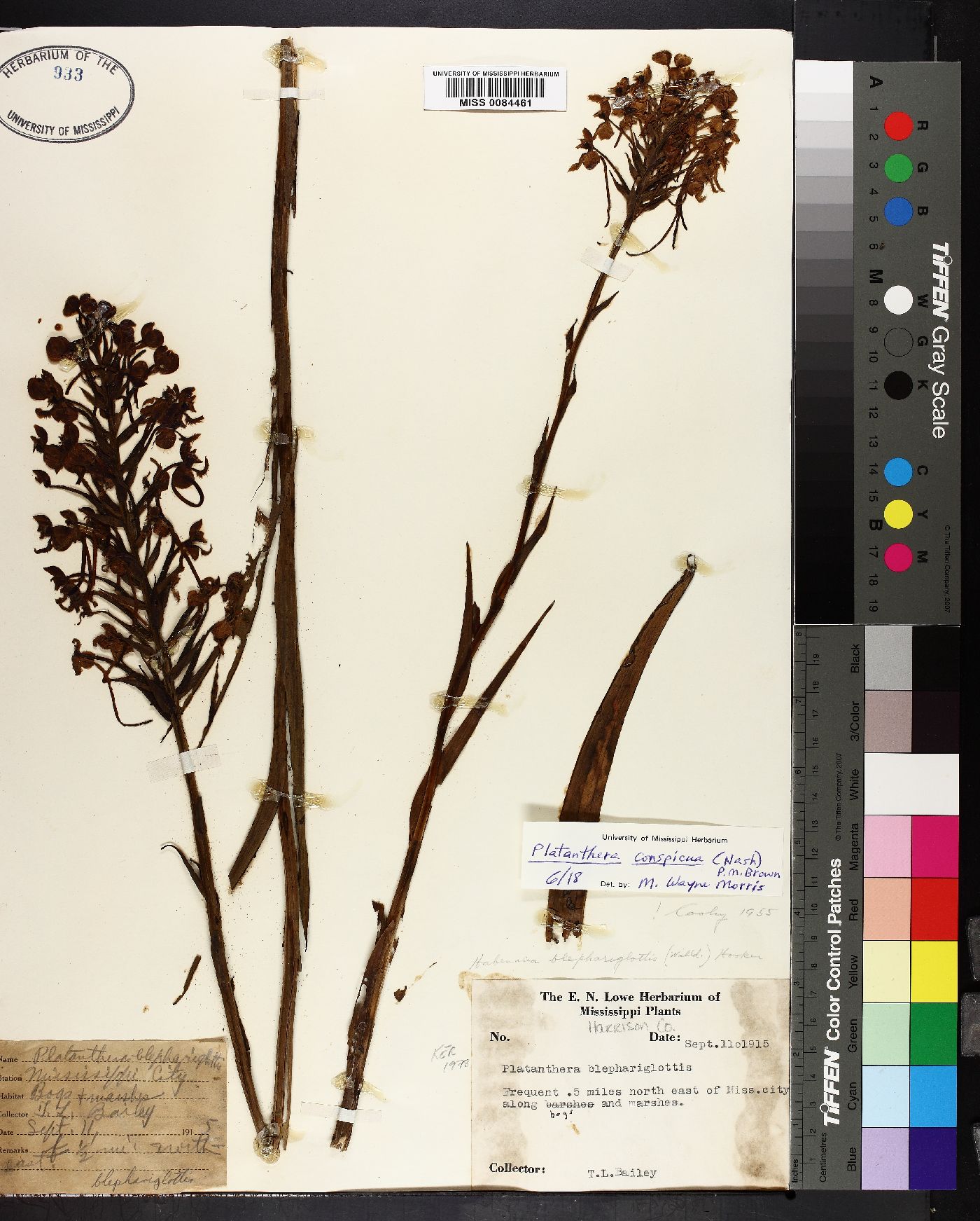 Platanthera blephariglottis var. conspicua image