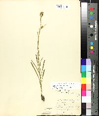 Liatris squarrosa image