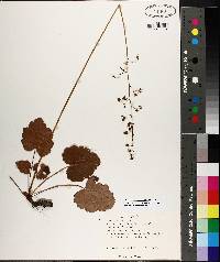 Heuchera americana image