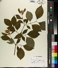 Philadelphus inodorus image