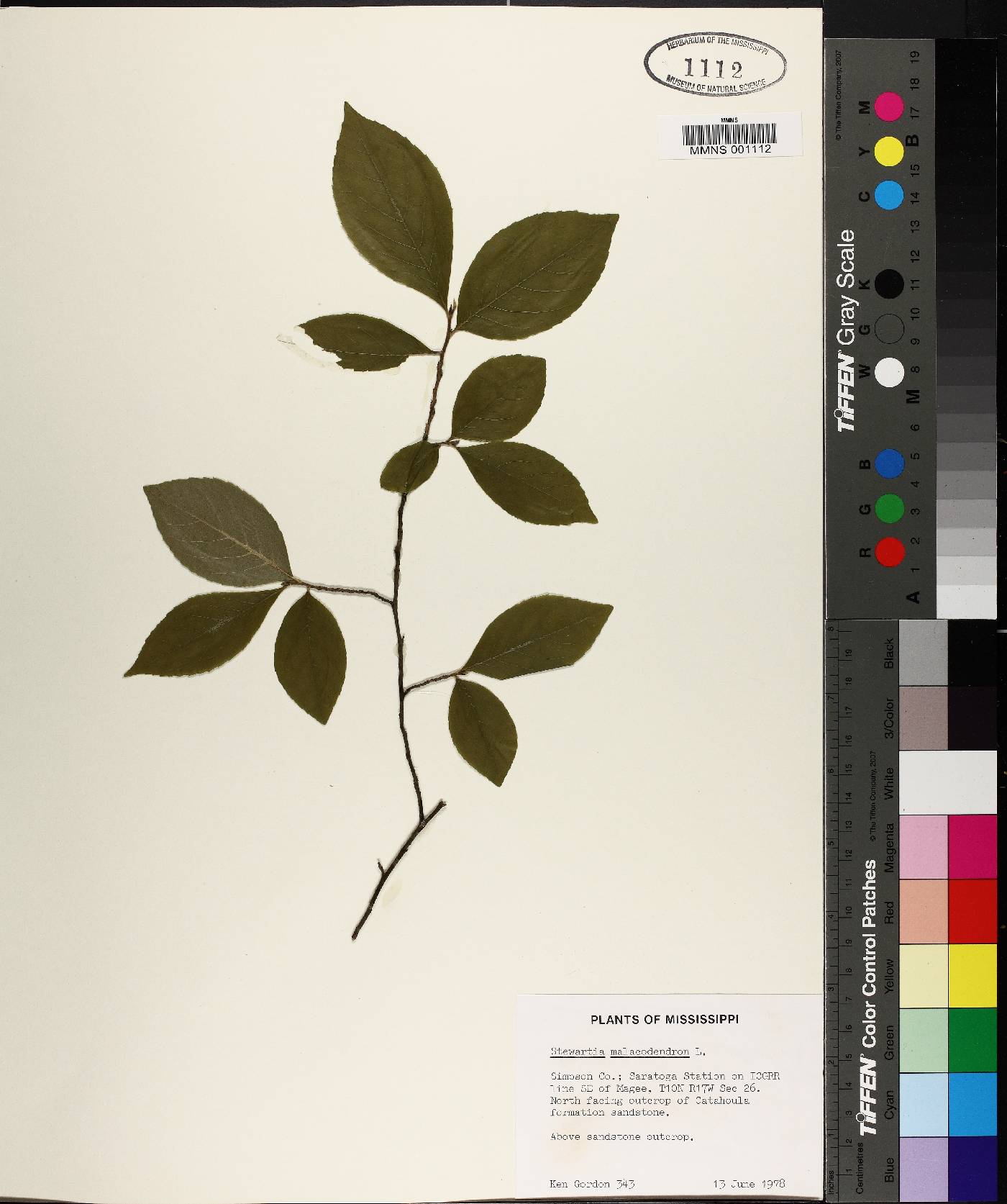 Stewartia malacodendron image