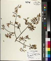 Ulmus alata image