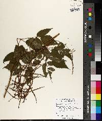 Aruncus dioicus image