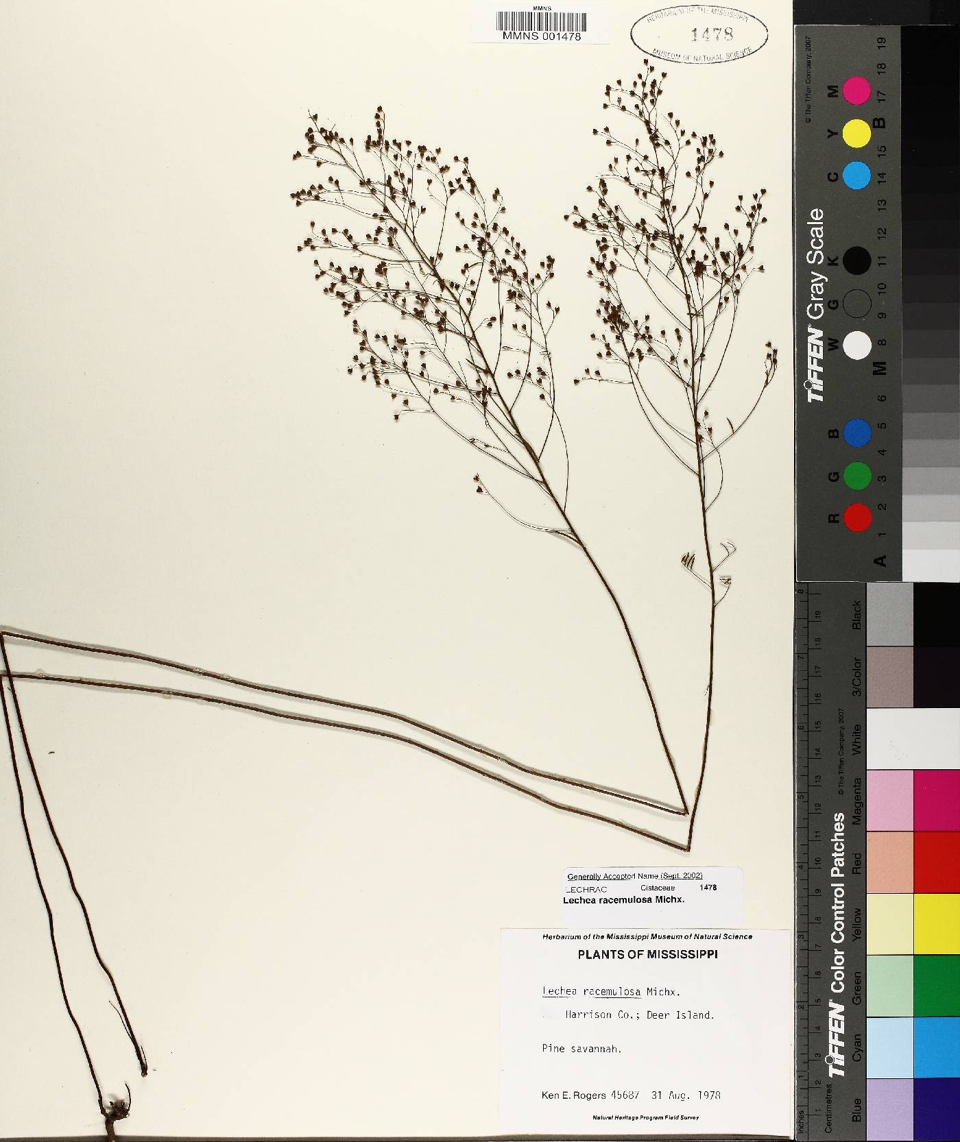 Lechea pulchella var. ramosissima image