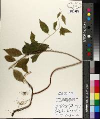 Celastrus scandens image